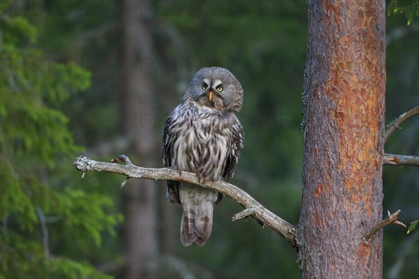 Great grey owl