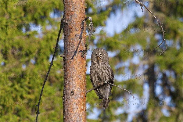 Great grey owl