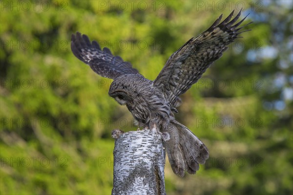 Great grey owl