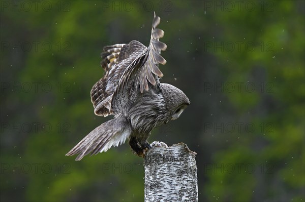 Great grey owl