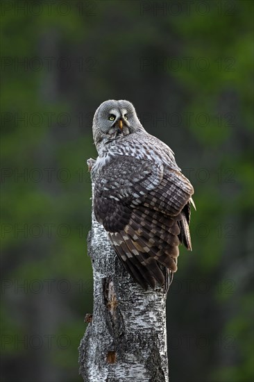 Great grey owl