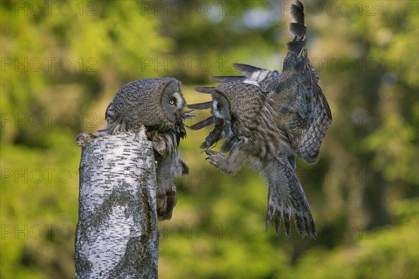 Great grey owl