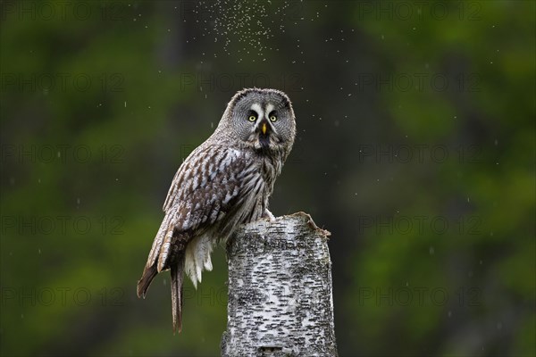 Great grey owl