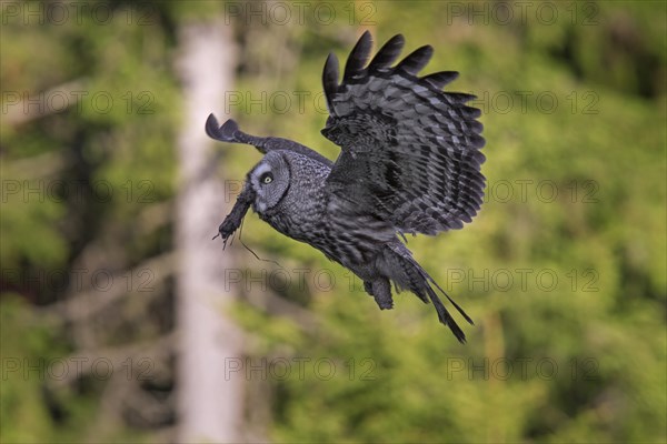 Great grey owl