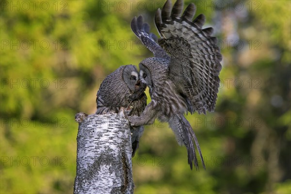 Great grey owl