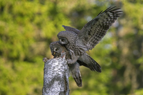 Great grey owl