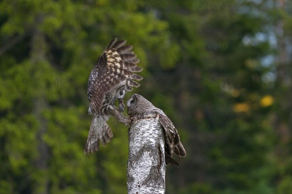 Great grey owl