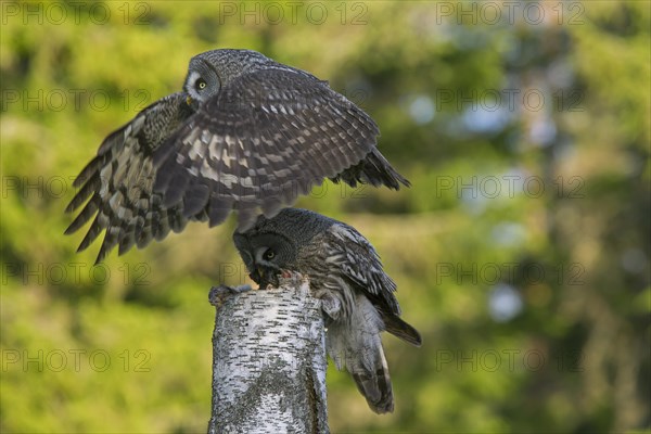 Great grey owl