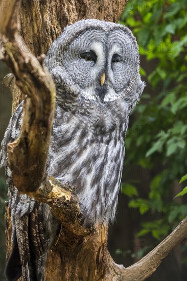 Great grey owl