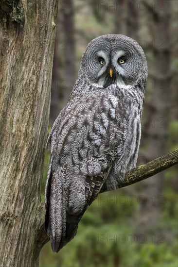 Great grey owl