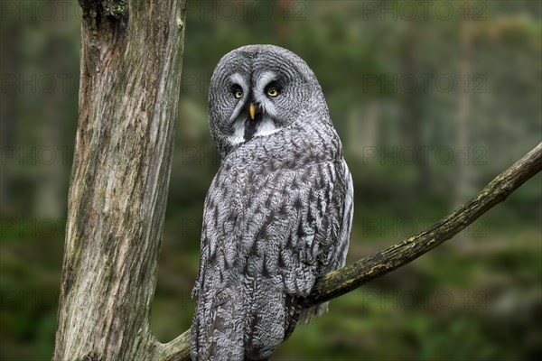 Great grey owl