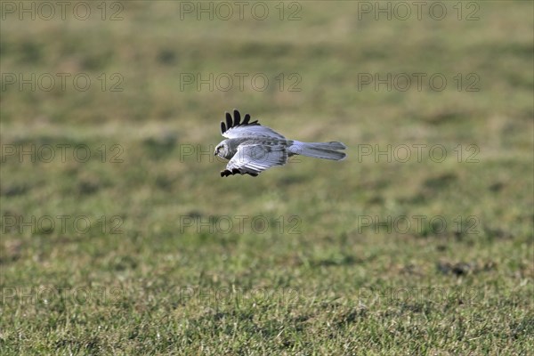 Hen harrier