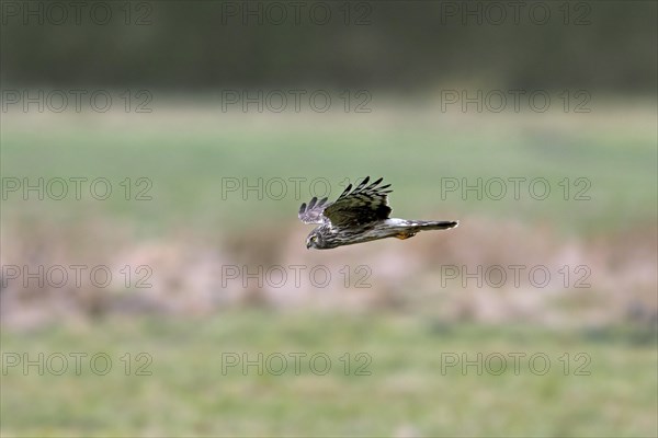 Hen harrier