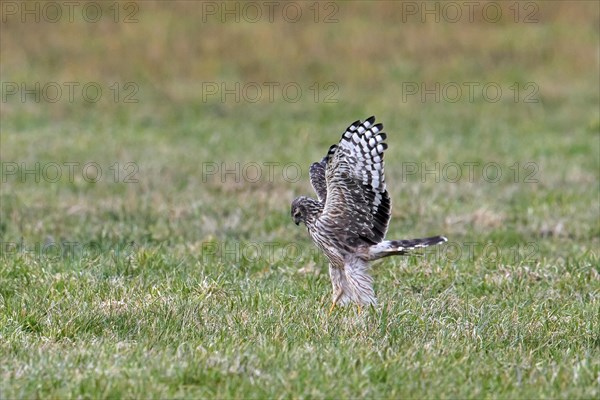 Hen harrier