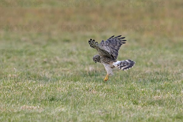 Hen harrier