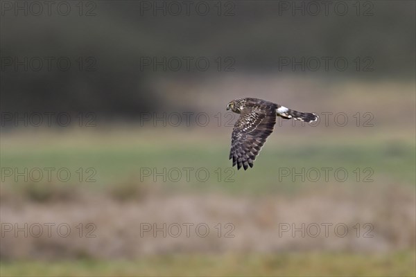 Hen harrier