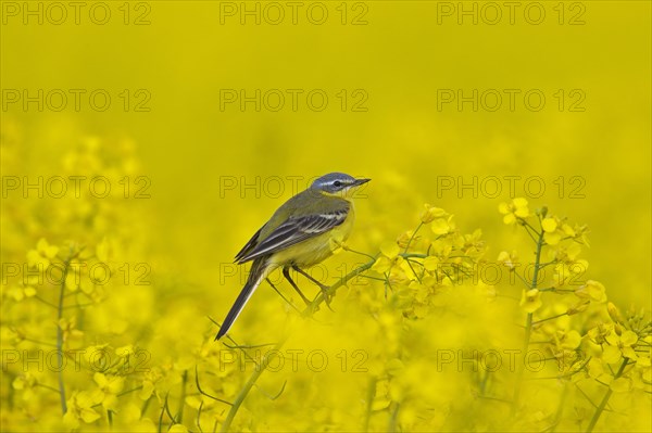 Western yellow wagtail