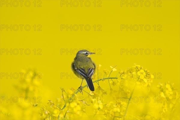 Western yellow wagtail