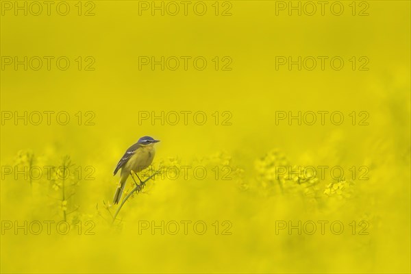 Western yellow wagtail