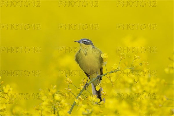 Western yellow wagtail