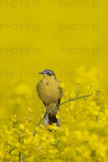 Western yellow wagtail