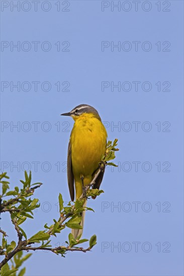 Western yellow wagtail