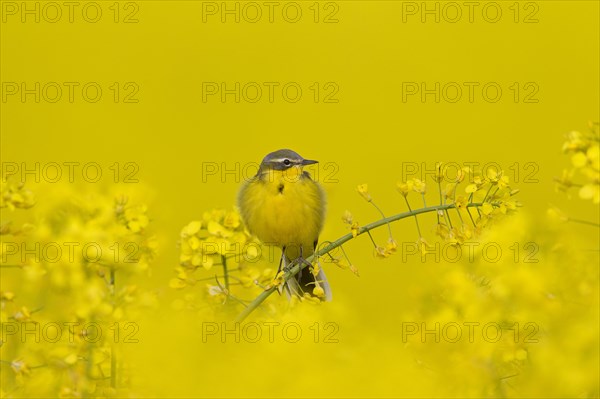 Western yellow wagtail