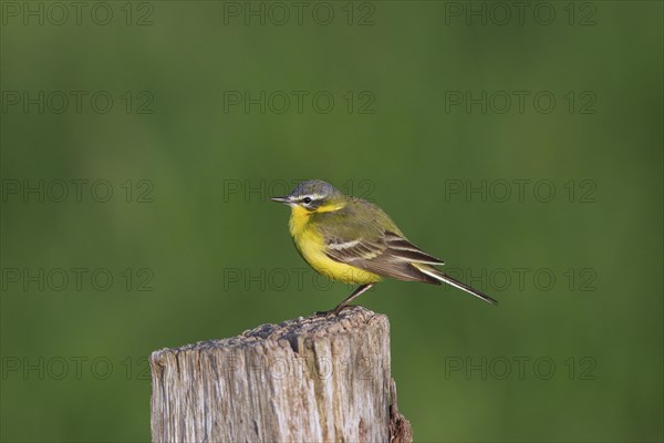 Western yellow wagtail