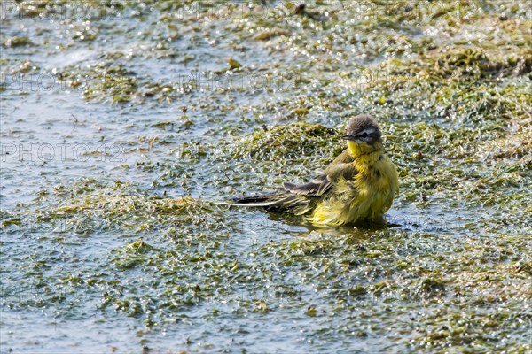 Blue-headed wagtail