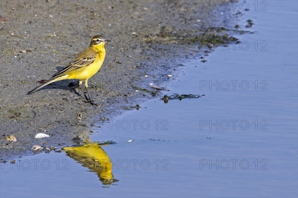 Blue-headed wagtail