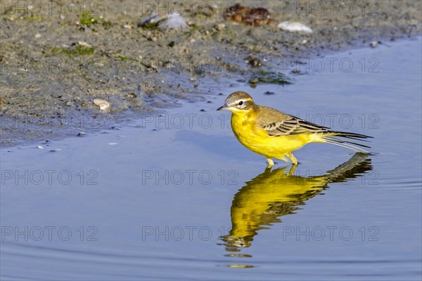 Blue-headed wagtail