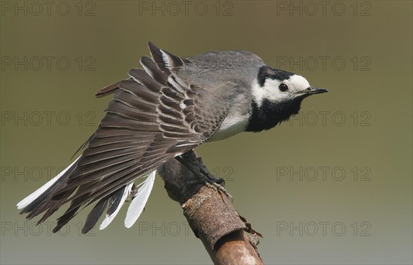 White wagtail