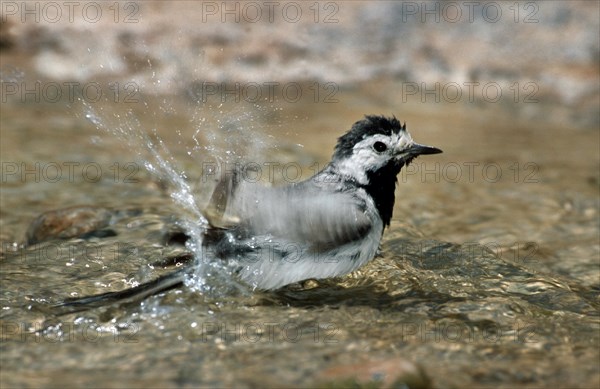 White Wagtail