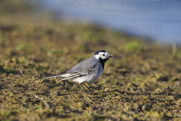 White wagtail