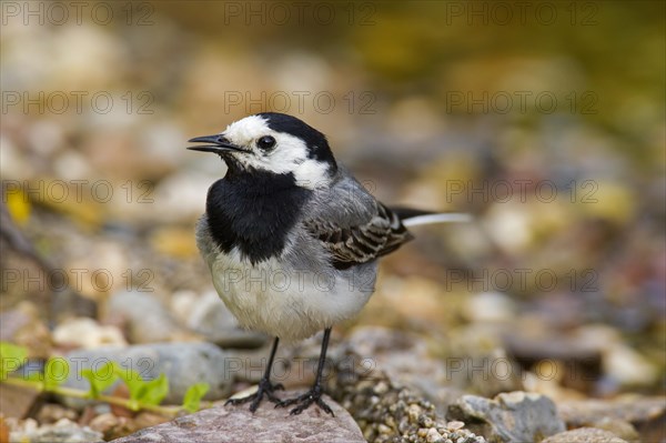 White wagtail