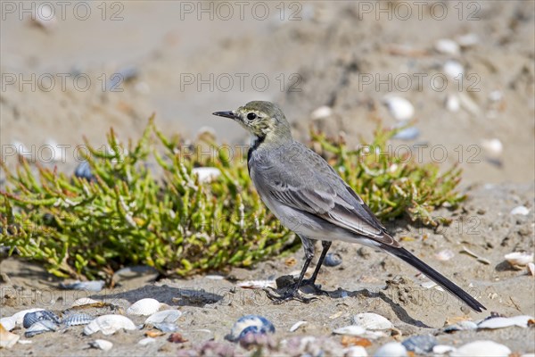 White wagtail