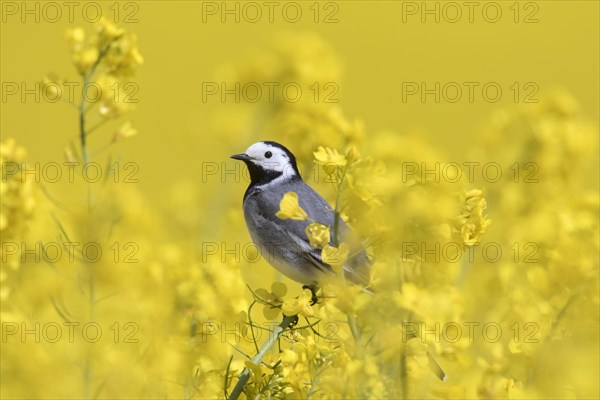 White wagtail