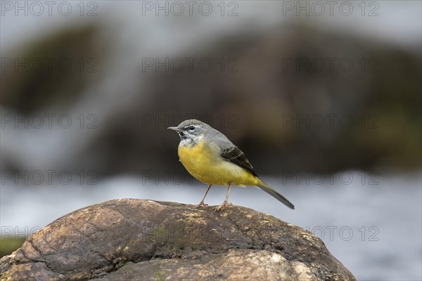 Grey wagtail