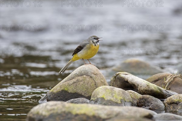 Grey wagtail