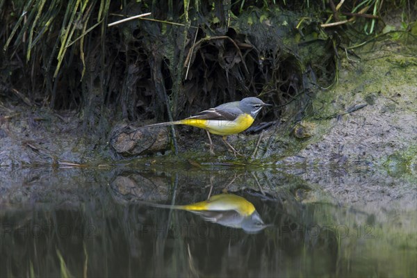 Grey wagtail