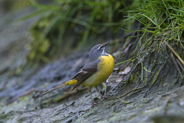 Grey wagtail