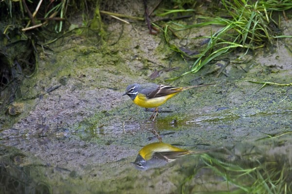 Grey wagtail