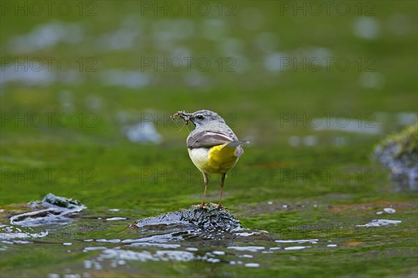 Grey wagtail