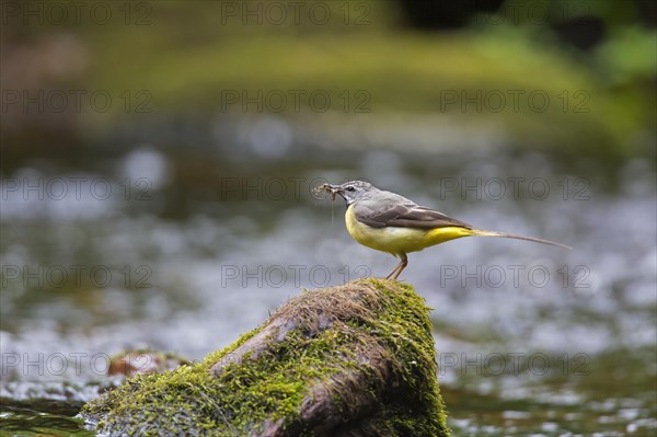 Grey wagtail