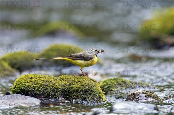 Grey wagtail