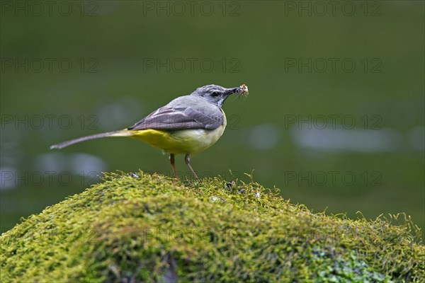 Grey wagtail