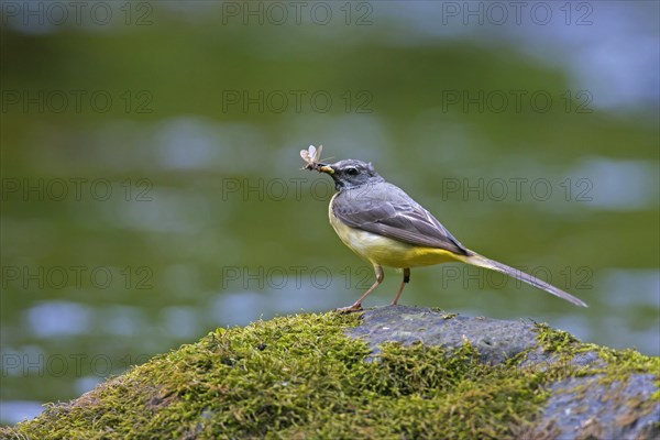 Grey wagtail