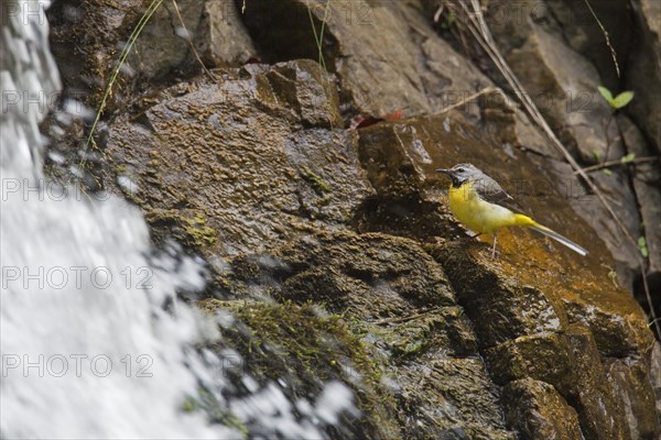 Grey wagtail