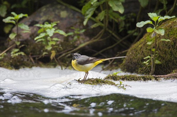 Grey wagtail