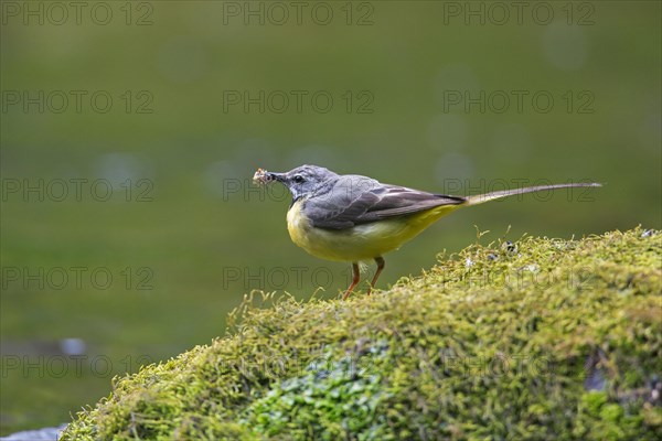 Grey wagtail